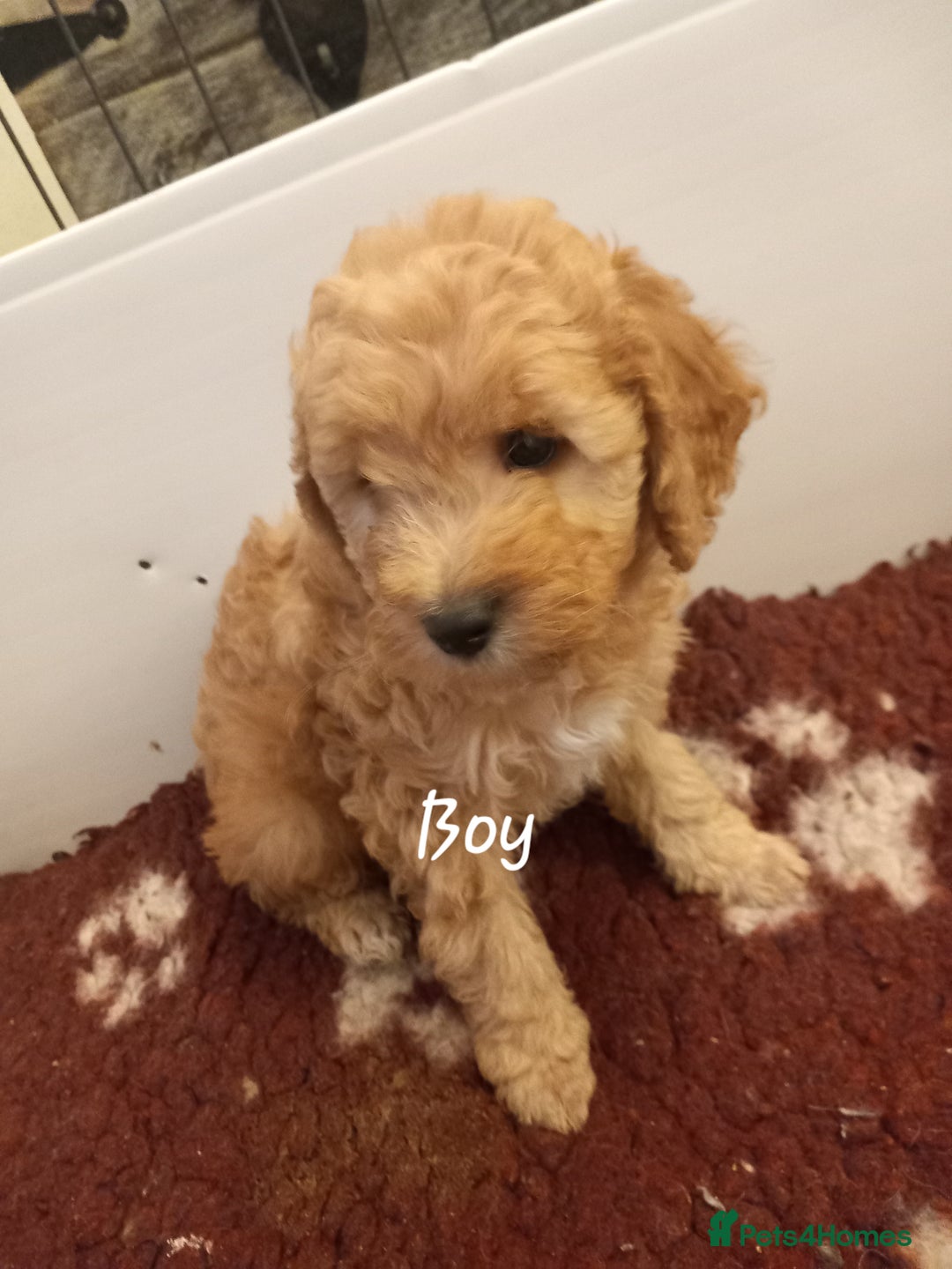 Cockapoo dogs for sale: Beautiful cockapoo puppies  - Advert 2