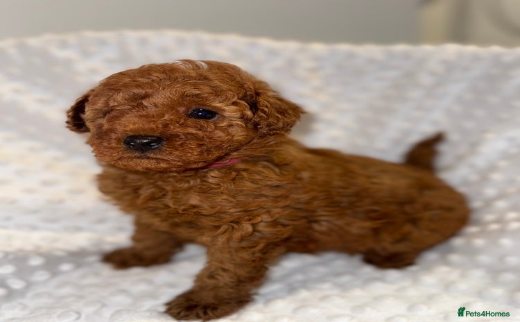 Toy Poodle dogs - Advert 10