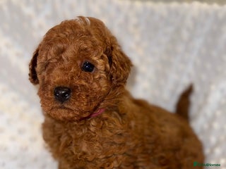 Toy Poodle dogs - Advert 6