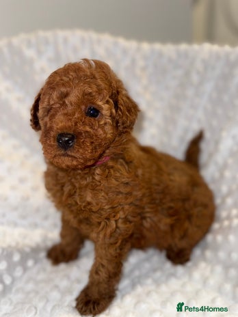 Toy Poodle dogs - Advert 16