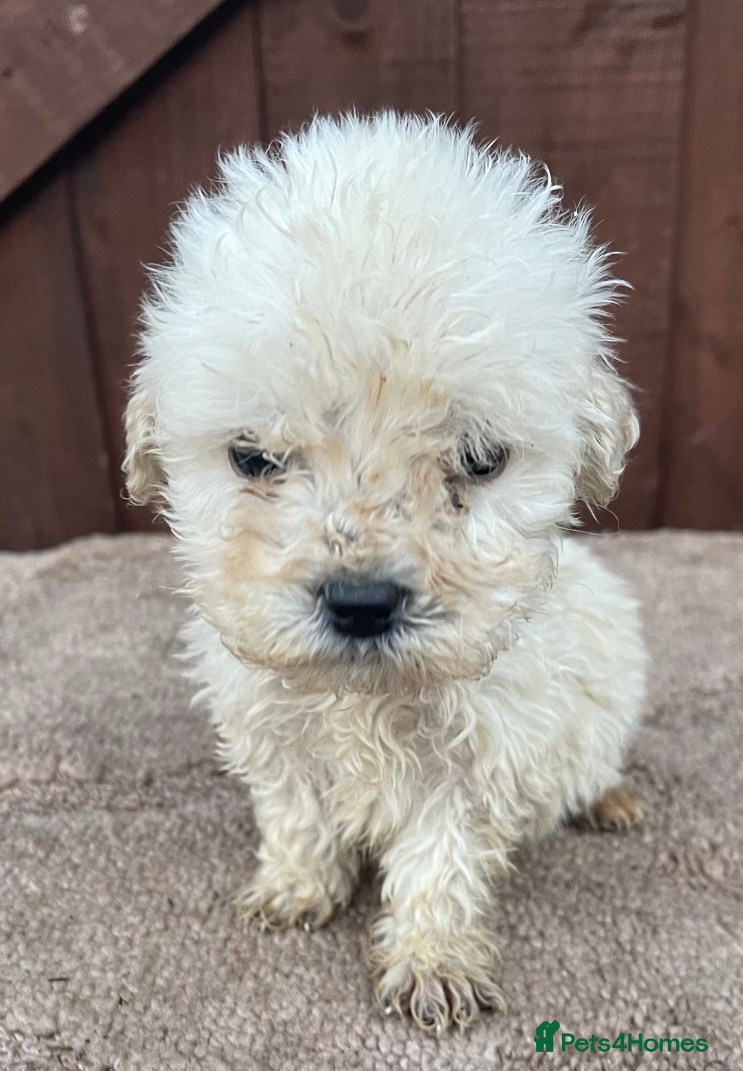Goldendoodle dogs for sale: 4 beautiful puppies ready for their new homes!!!!! - Advert 4