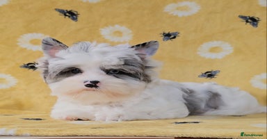 Yorkshire Terrier dogs - Advert 6