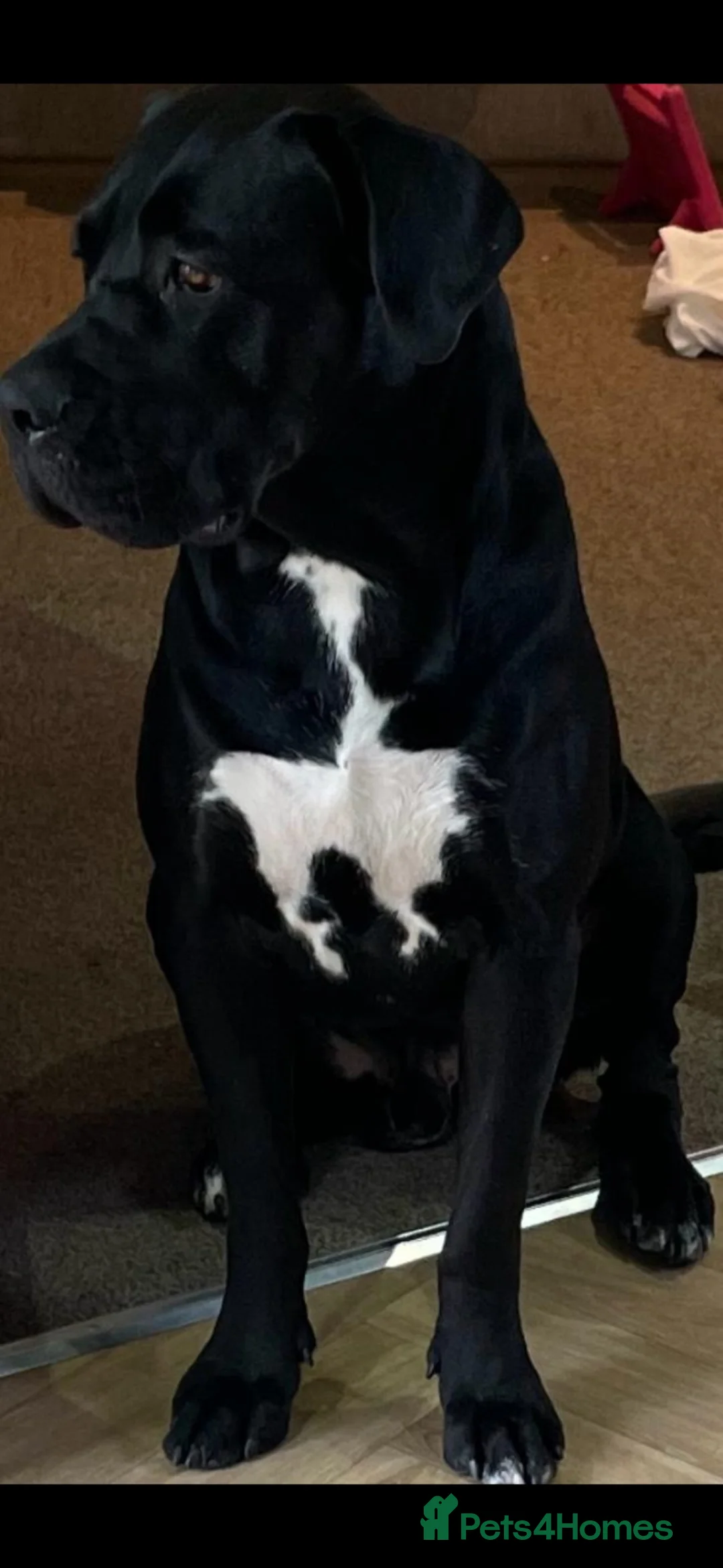 Mixed Breed dogs for sale: Beautiful chunky boy  in Crawley - Advert 8
