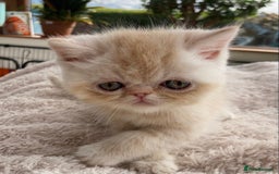 Exotic cats for sale: Exotic pedigree kittens  - Image 10