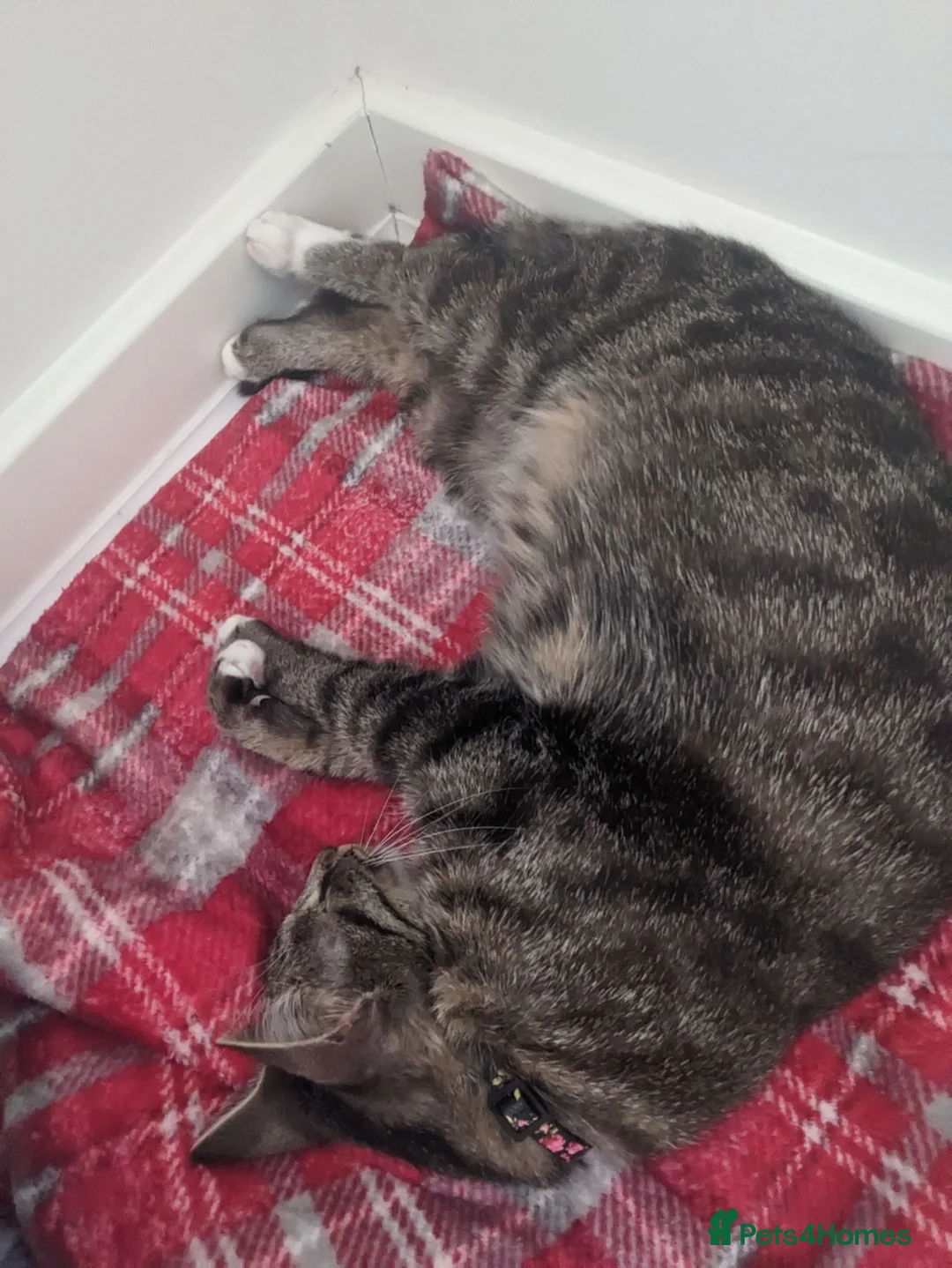 British Shorthair cats for sale: URGENT RE-HOME female FREE - Advert 2