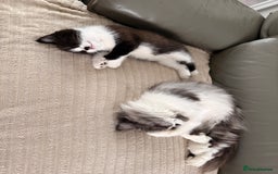 Persian cats for sale: Half Persian male  - Image 22