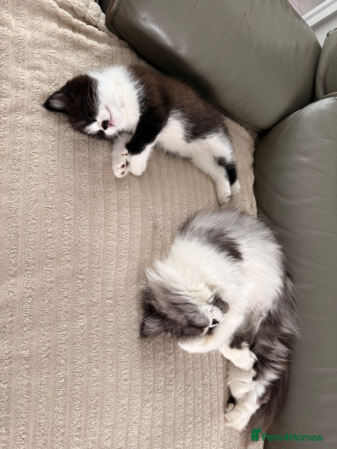 Persian cats for sale: Half Persian male  - Image 22