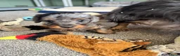 Doxiepoo dogs for sale: Stunning dachshund/poodle pups - Advert 28