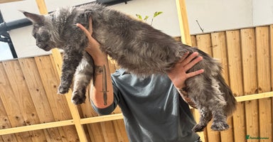 Maine Coon cats - Advert 3