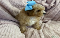 Cavapoo dogs for sale: Beautiful F1 Cavapoo boy & girl puppies - Image 10