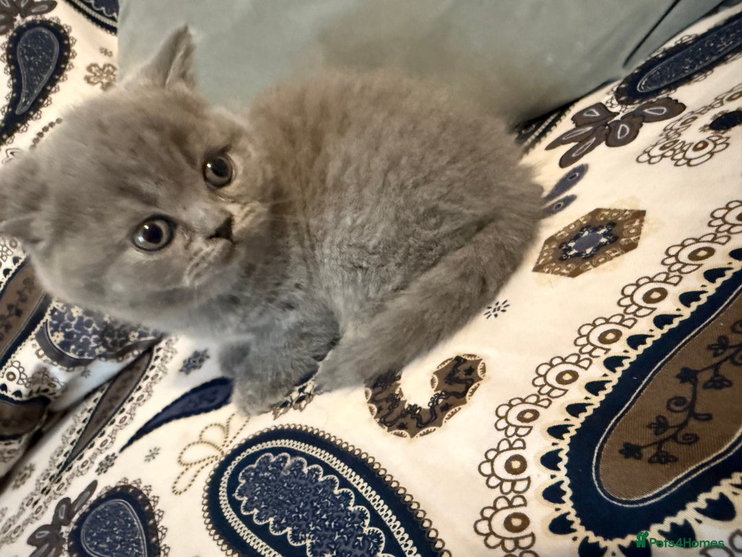 British Shorthair cats for sale: British short hair  - Advert 9