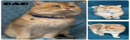 British Shorthair cats for sale: 👑 Exceptional BSH Cream Golden Tipped Girl 👑 - Advert 2