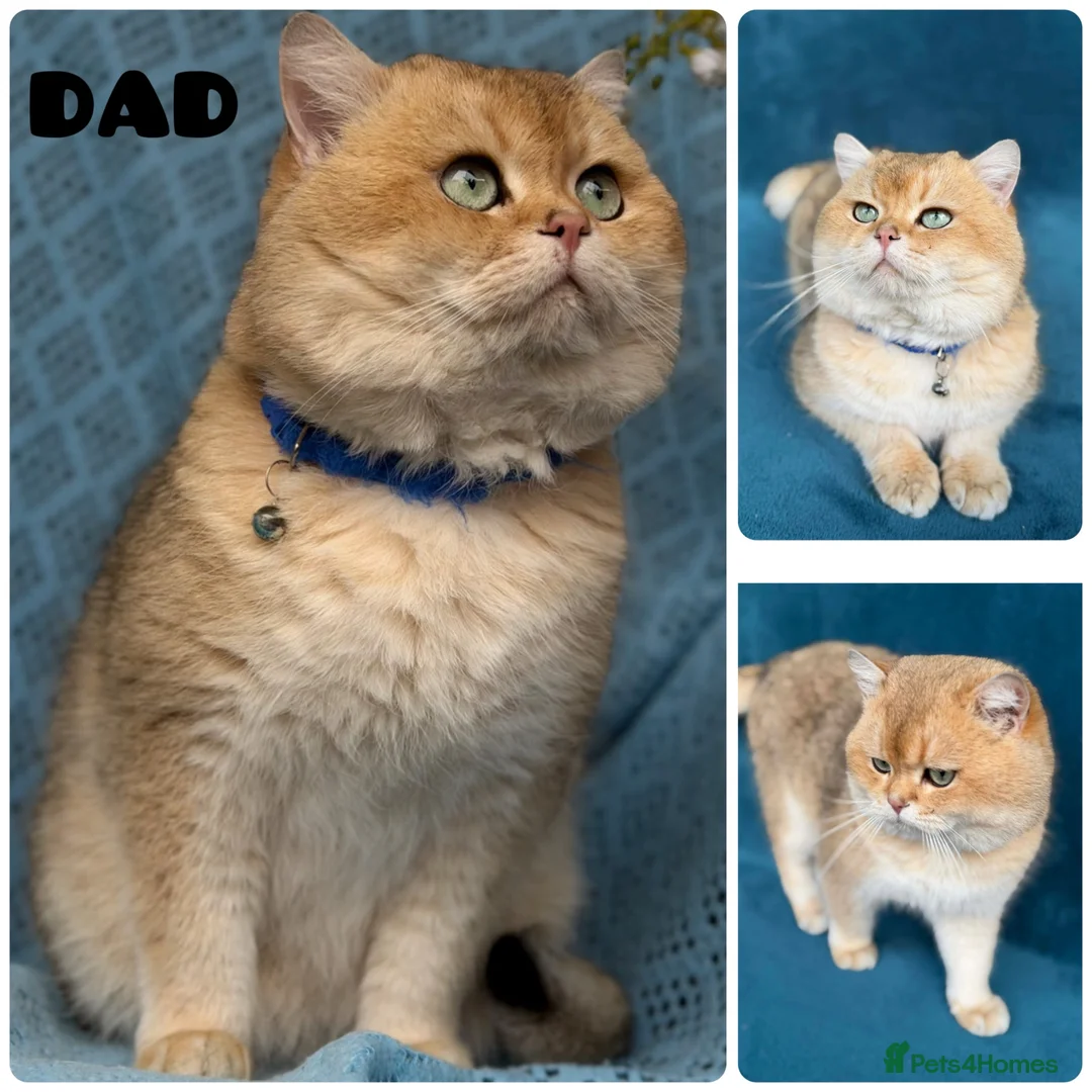 British Shorthair cats for sale: 👑 Exceptional BSH Cream Golden Tipped Girl 👑 - Advert 2