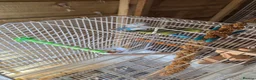 Parrots birds for sale: Parrotlet pair for sale in Newcastle upon Tyne - Advert 3