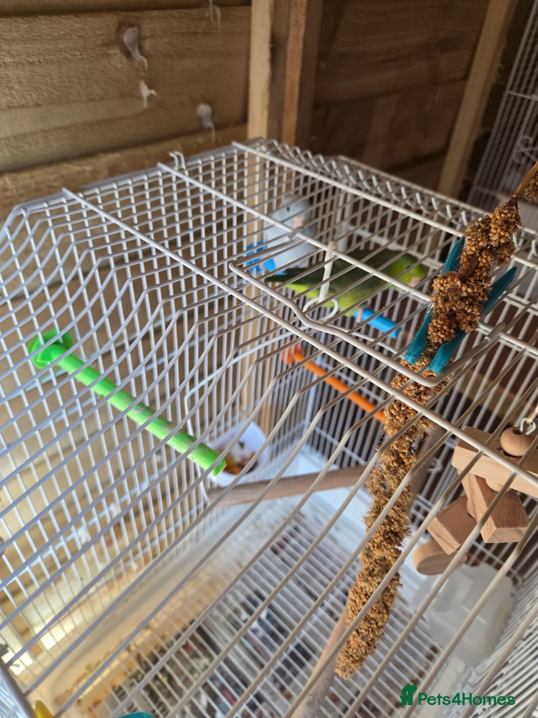 Parrots birds for sale: Parrotlet pair for sale in Newcastle upon Tyne - Advert 3
