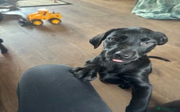 Labrador Retriever dogs for sale: Happy and playful Black Lab Puppies - Image 6