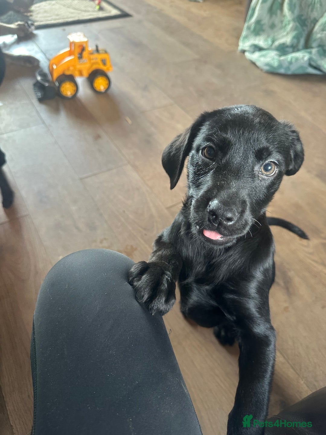 Labrador Retriever dogs for sale: Happy and playful Black Lab Puppies - Image 6