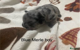 French Bulldog dogs for sale: French bulldog puppies - Image 5