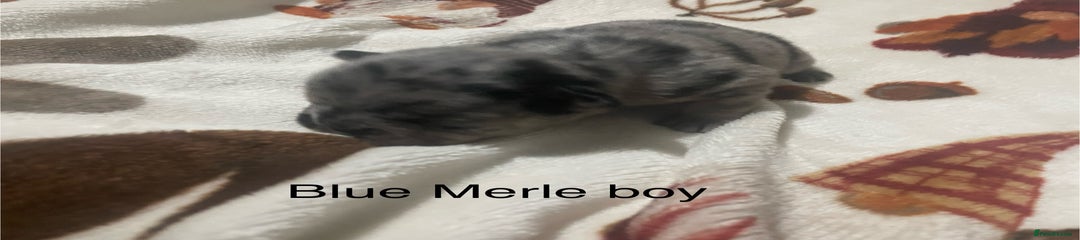 French Bulldog Puppy 2