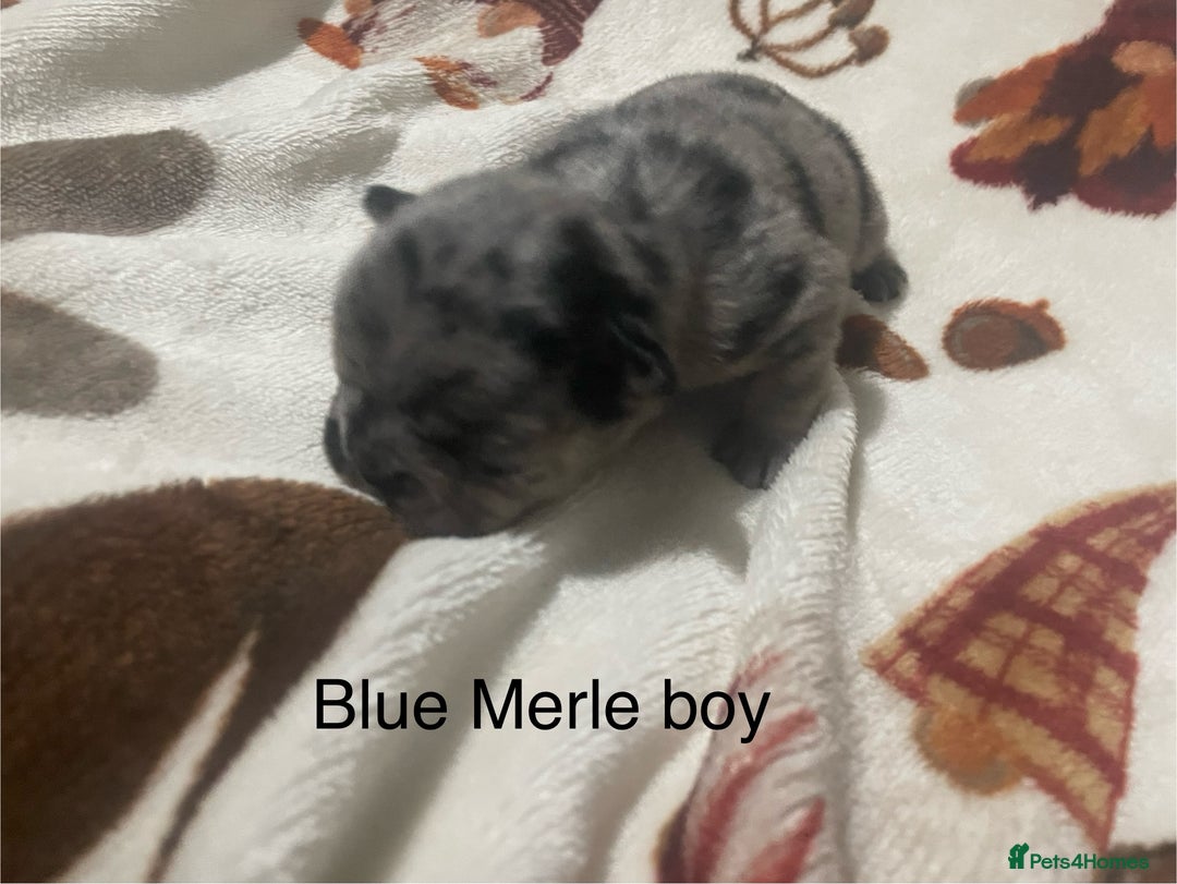 French Bulldog dogs for sale: French bulldog puppies - Image 5