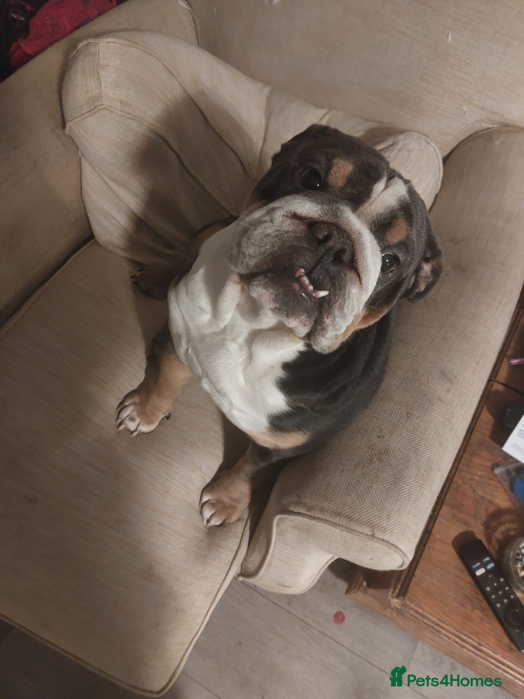 Old Tyme Bulldog dogs for sale: British bulldog  - Advert 2