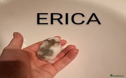 Hamster rodents for sale: Robovoski hamster - Image 3