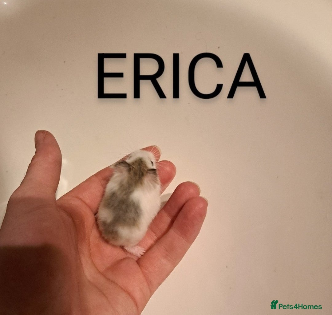 Hamster rodents for sale: Robovoski hamster - Image 3