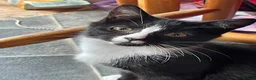 Mixed Breed cats for sale: Kittens for sale - Advert 1
