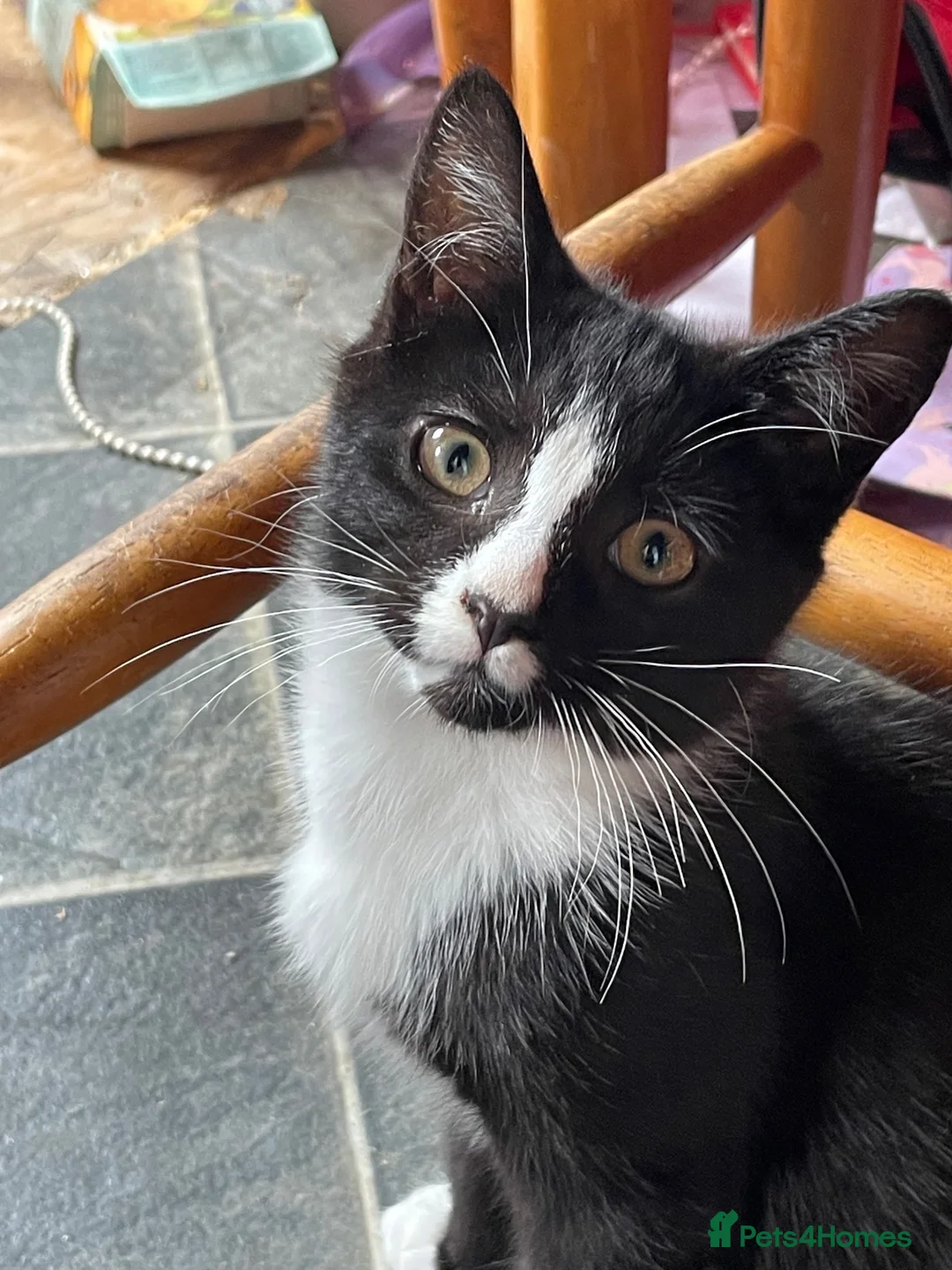Mixed Breed cats for sale: Kittens for sale - Advert 1