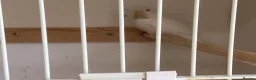 Budgerigars birds for sale: Baby budgies  - Advert 5