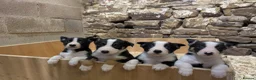 Border Collie dogs for sale: Registered Border Collie Puppies for sale - Advert 4