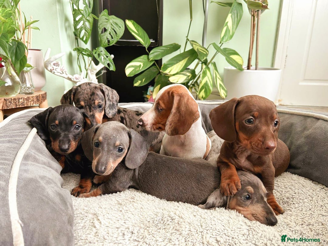 Dachshund dogs for sale: Lovely purebred Dachshund❤️💚🩵 - Image 7