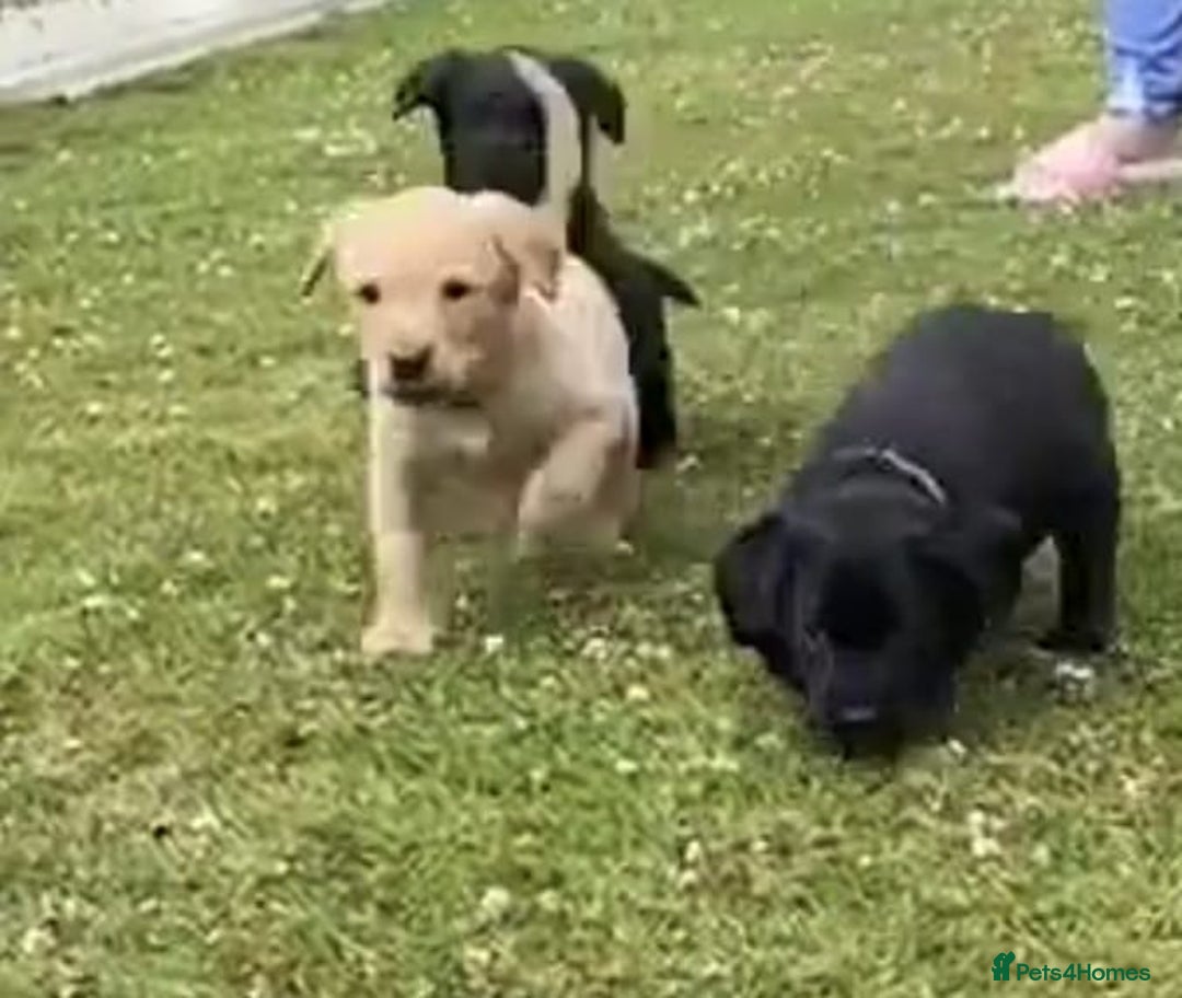 Labrador Retriever dogs for sale: Stunning Labrador puppies for sale - Advert 4