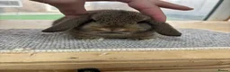 Mini Lop rabbits for sale: BRC rung and vaccinated Baby rabbits  - Advert 6