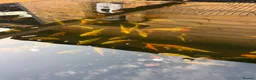 Koi Carp fish for sale: Koi carp - Advert 3