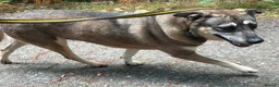 Mixed Breed dogs for adoption: Percy - Norwich Norfolk  - Advert 8