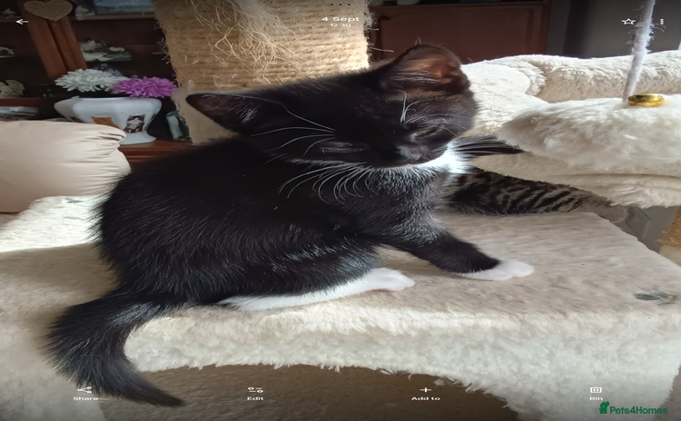 Mixed Breed cats - Advert 4