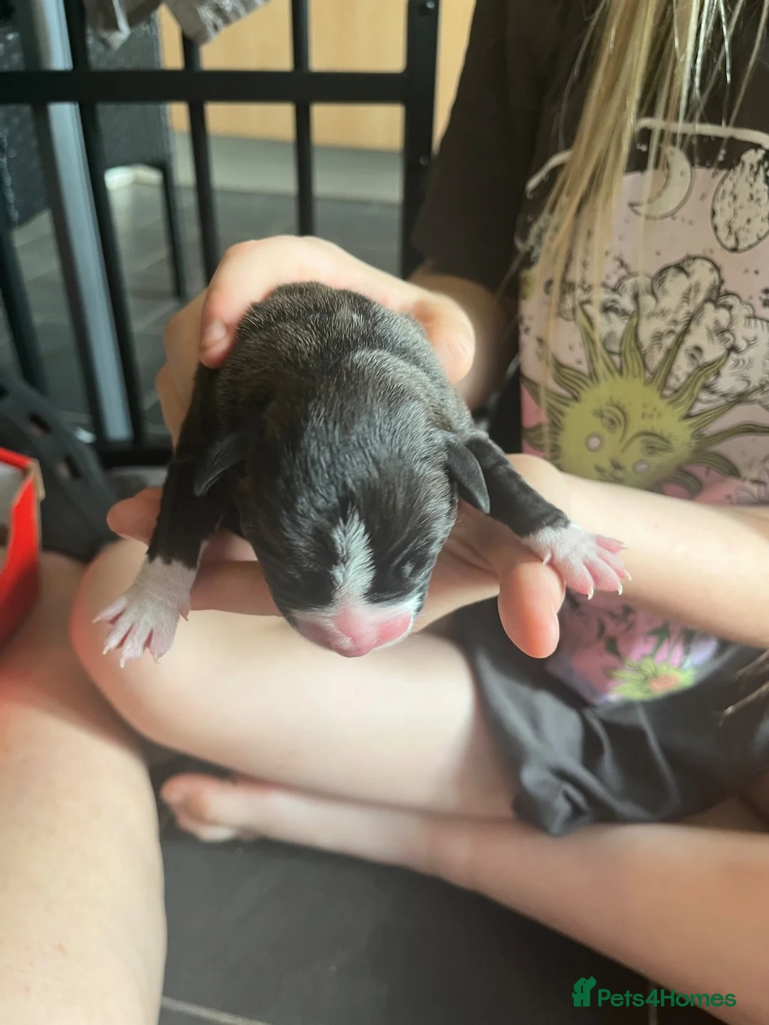 Mixed Breed dogs for sale: Staffx Presacanario pups  in Dundee - Advert 7