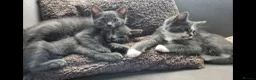 Ragdoll cats for sale: Ragdoll X Kitten - affectionate lapcat in Glasgow - Advert 7