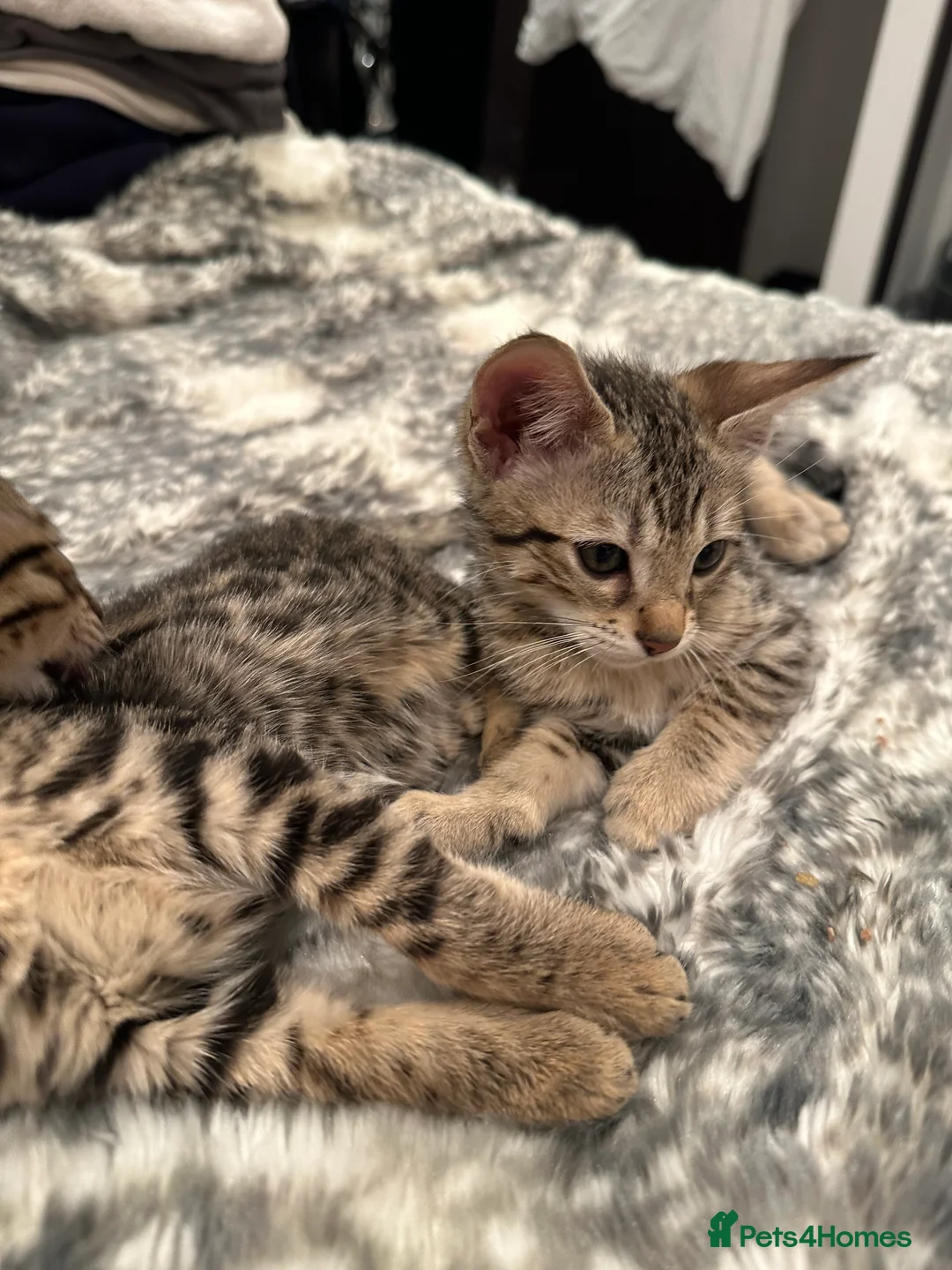 Bengal cats for sale: Sepia Bengal X Savannah kittens Extremely rare  - Advert 3