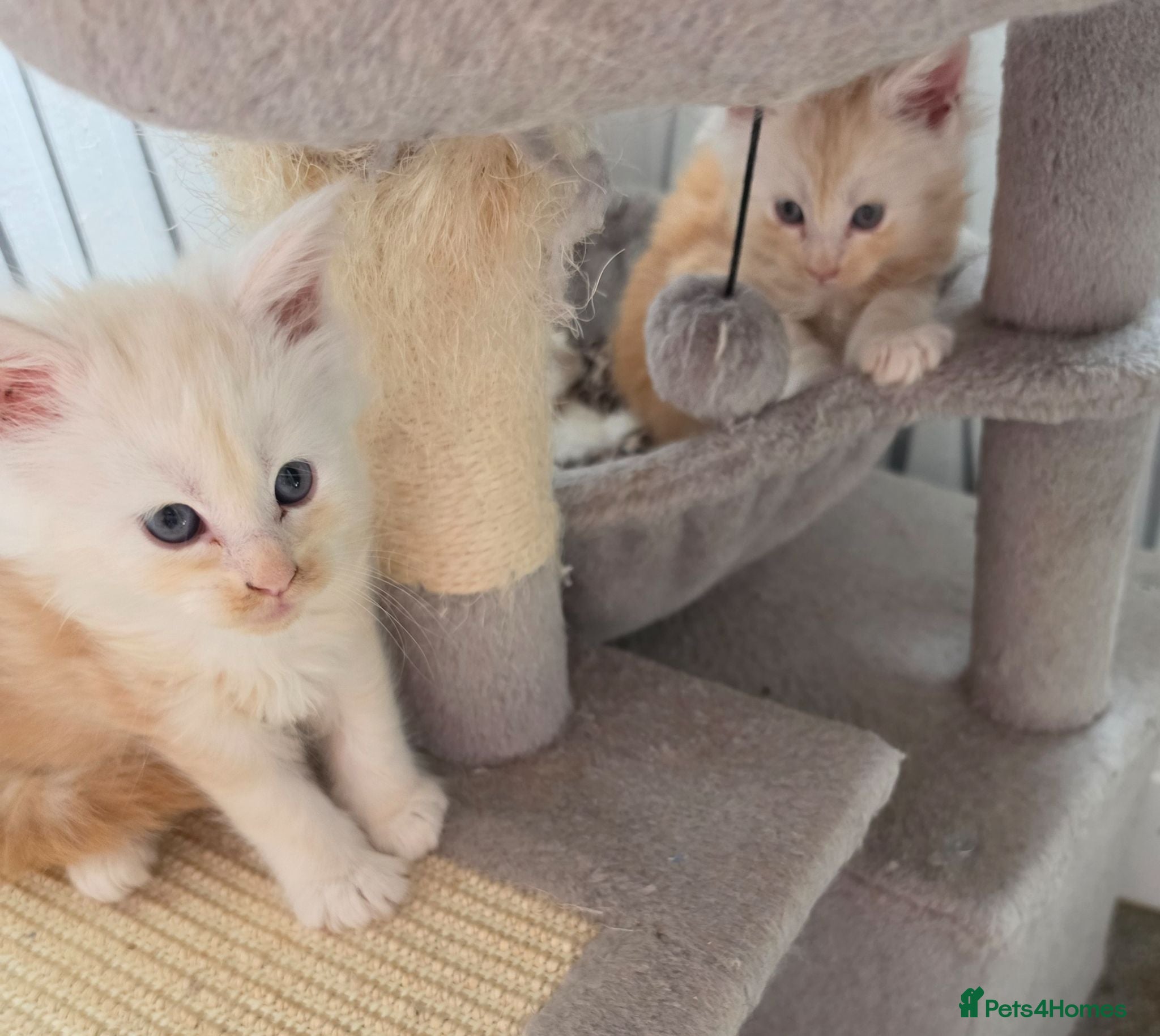 Maine Coon cats PEDIGREE MAINE COON KITTENS  - Advert 17