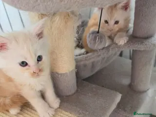 Maine Coon cats PEDIGREE MAINE COON KITTENS - Advert 1