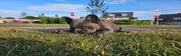 French Bulldog dogs for sale: *NOW REDUCED*KC registered French bulldog puppies  - Advert 4