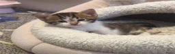 European cats for sale: 2 Beautiful Boy Tabby's  - Advert 6