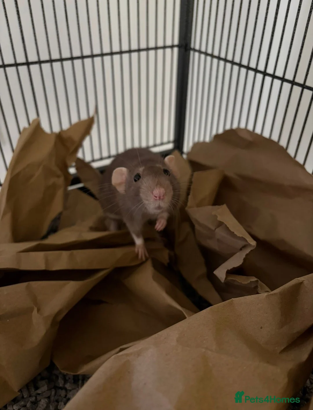 Rat rodents for sale: 2 lovely female rats with full setup in Nottingham - Advert 2
