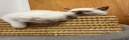 Scottish Fold cats for sale: Gorgeous Scottish Fold & Straight Kittens  in Ayr - Advert 8