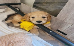 Cockapoo dogs for sale: Adorable Cockerpoo Puppies - Image 18