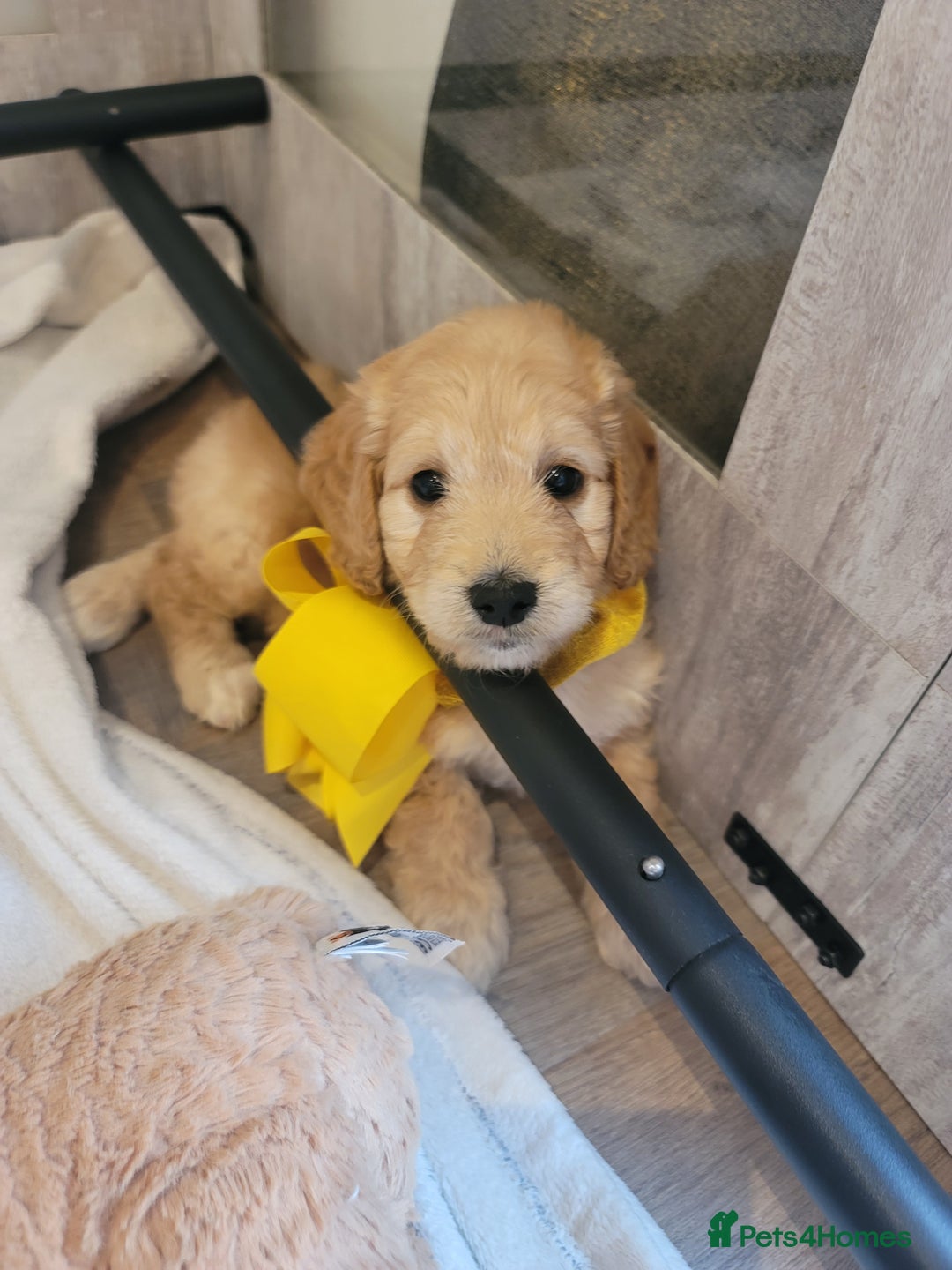 Cockapoo dogs for sale: Adorable Cockerpoo Puppies - Image 18