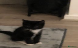 Ragdoll cats for sale: Ragdoll mix beautiful kittens  - Image 15