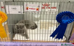 British Shorthair cats for sale: CHAMPION LINES TICA REGISTERED ACTIVE BI BSH GIRLS - Image 21